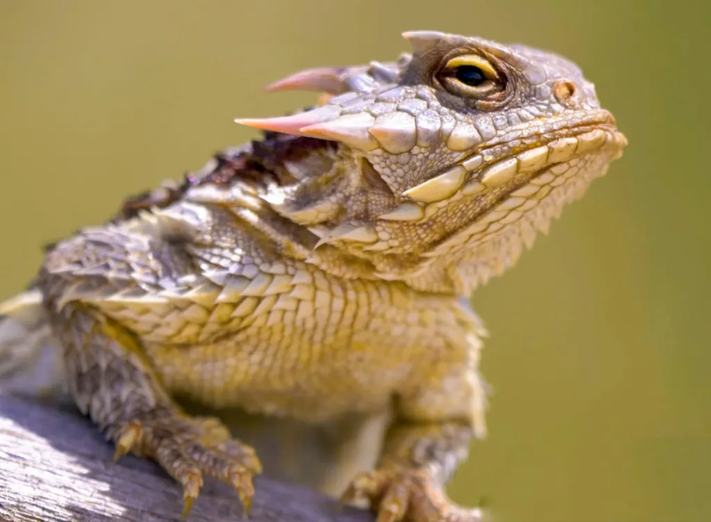 horned toad