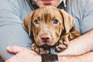 10 Ways to Bond with Your New Puppy