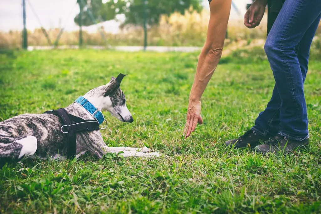 dog learning to lay down