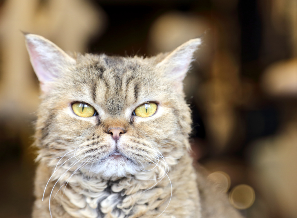 la perm cat