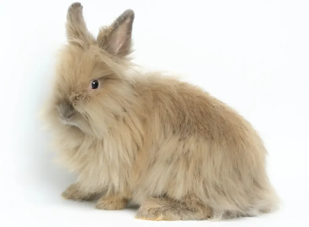 lionhead dwarf