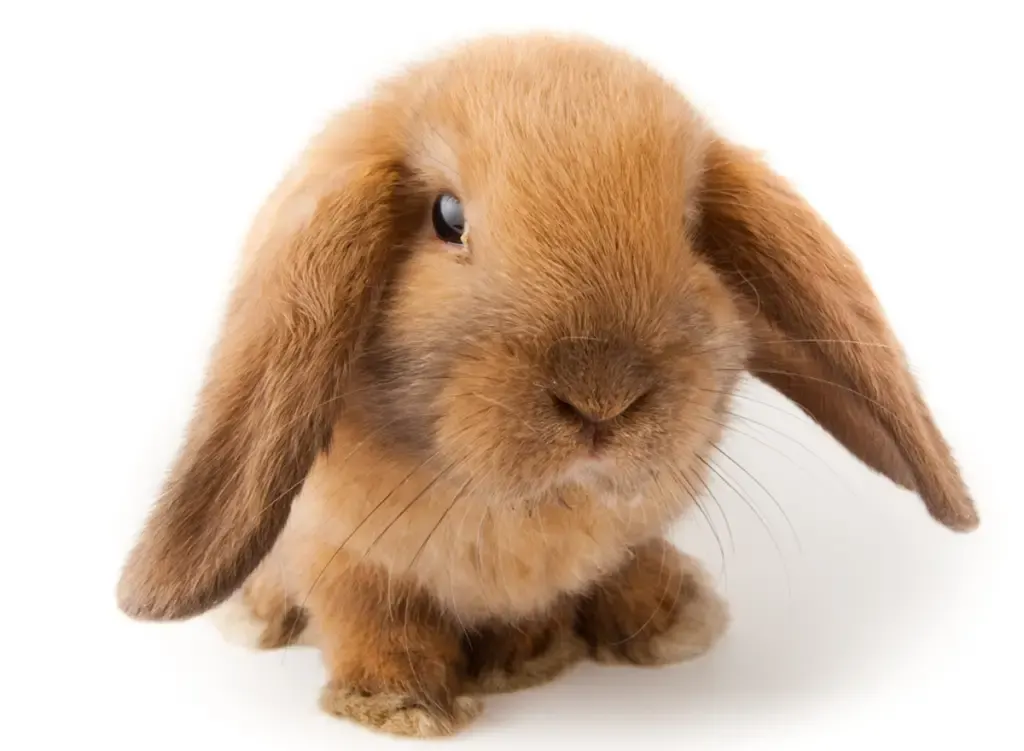 miniture lop rabbit