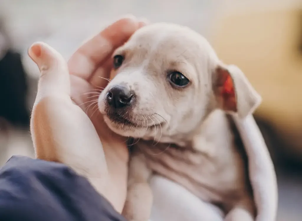 petting cute puppy