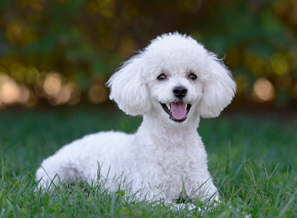 cute poodle