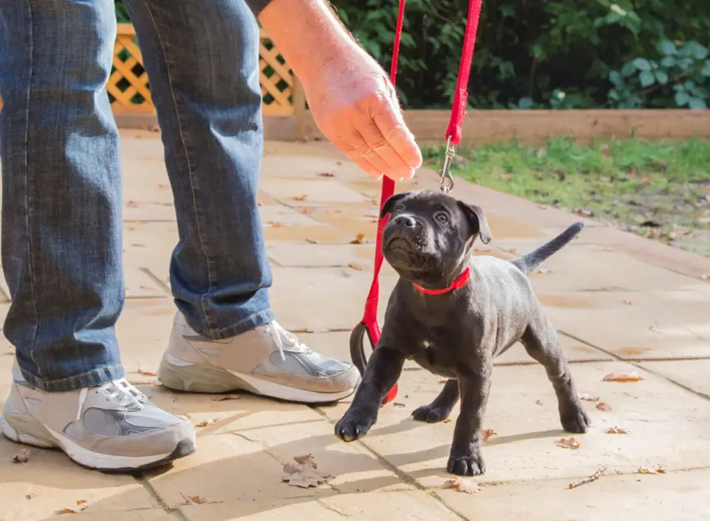 positive reinforcement for puppy