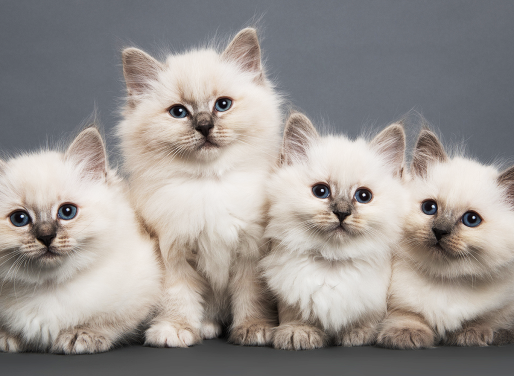 ragdoll cats