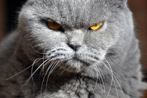 7 Signs Your Cat Might Hate You