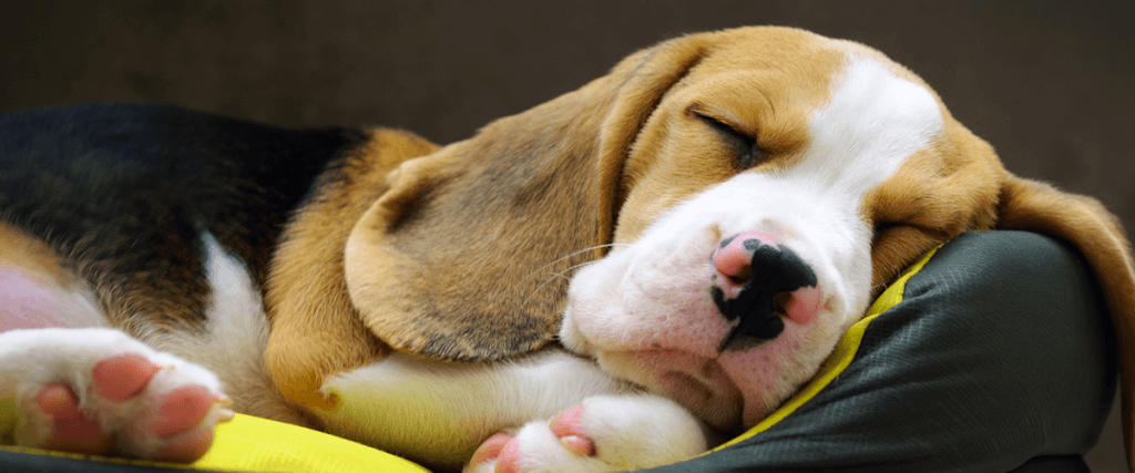 sleeping beagle puppy