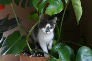 20 Plants That Won’t Kill Your Cats: #11 Is Purr-fection!