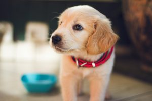 20 Essential Pet Care Products Every New Dog Owner Needs