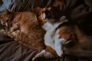 22 Heartwarming Cat-Dog Friendships That Will Restore Your Faith in Animals