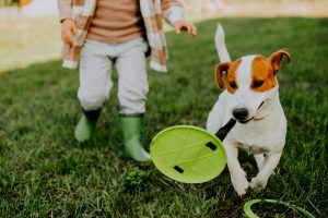 12 Best Interactive Dog Toys to Keep Your Furry Friend Entertained