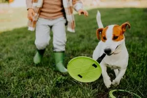 12 Best Interactive Dog Toys to Keep Your Furry Friend Entertained