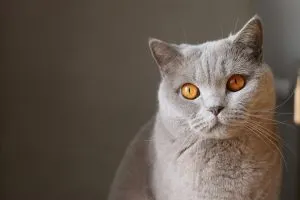 22 Hypoallergenic Cat Breeds That Won’t Make You Sneeze: #14 Is Shocking!